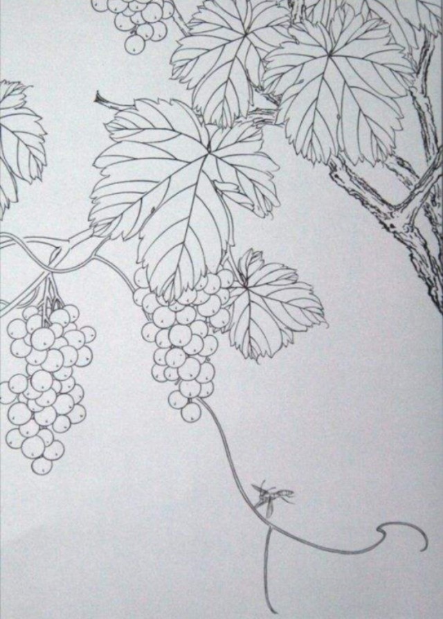 工笔勾线葡萄的画法,工笔画葡萄的上色画法步骤