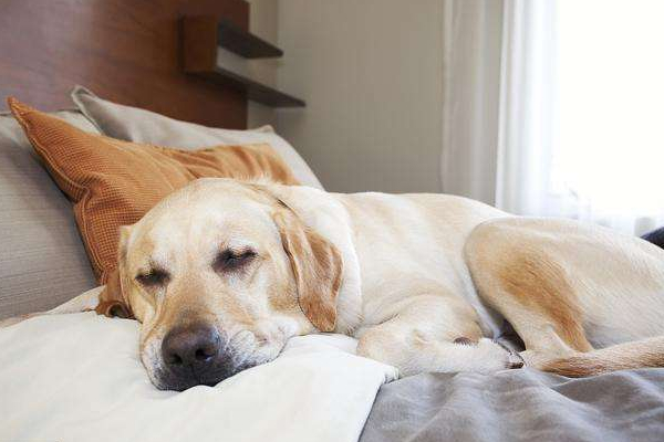 狗狗为什么老做梦,狗狗经常做梦是不是更聪明