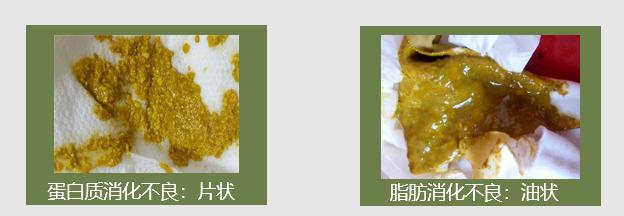 婴儿消化不好腹泻吃什么辅食好,宝宝消化不良腹泻可以吃哪些辅食