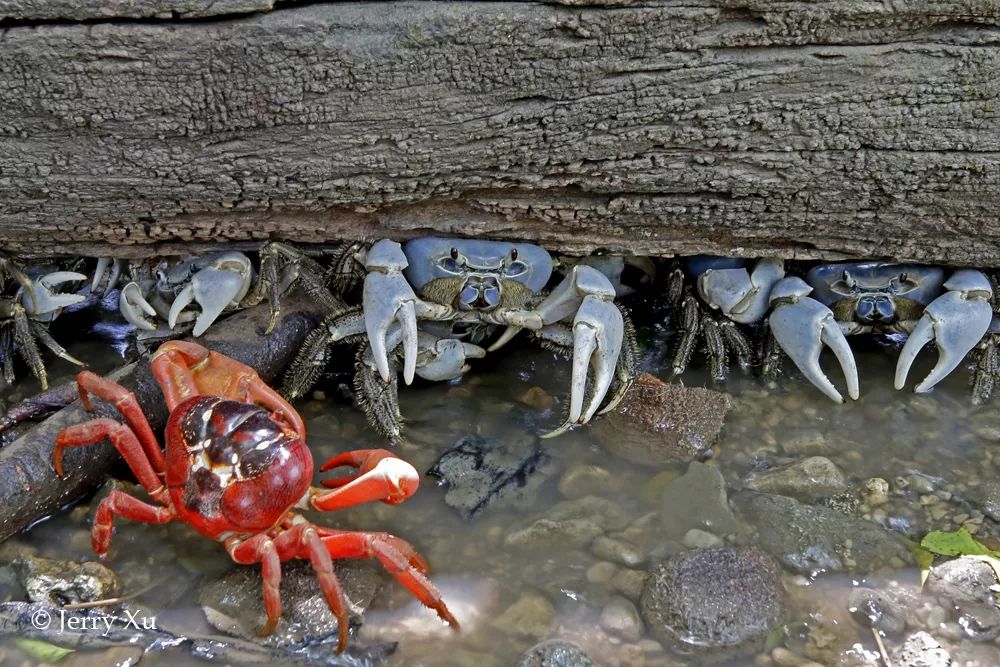 听说过网红猫岛、猪岛，见识过真正硬核的“蟹岛”吗？