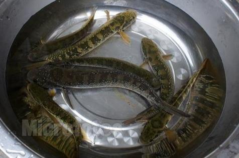 紧急通知：这些名门望族“石斑鱼，七星鱼”全都不能吃