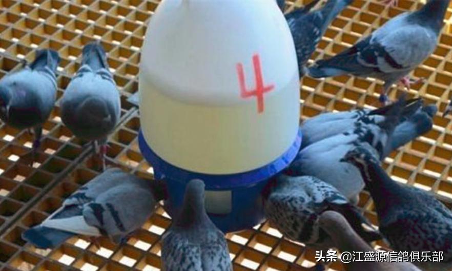 赛鸽应激反应怎么预防,赛鸽中毒怎么办