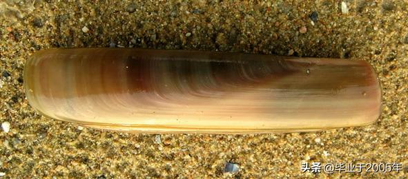 大连海鲜吃货,大连海鲜的种类