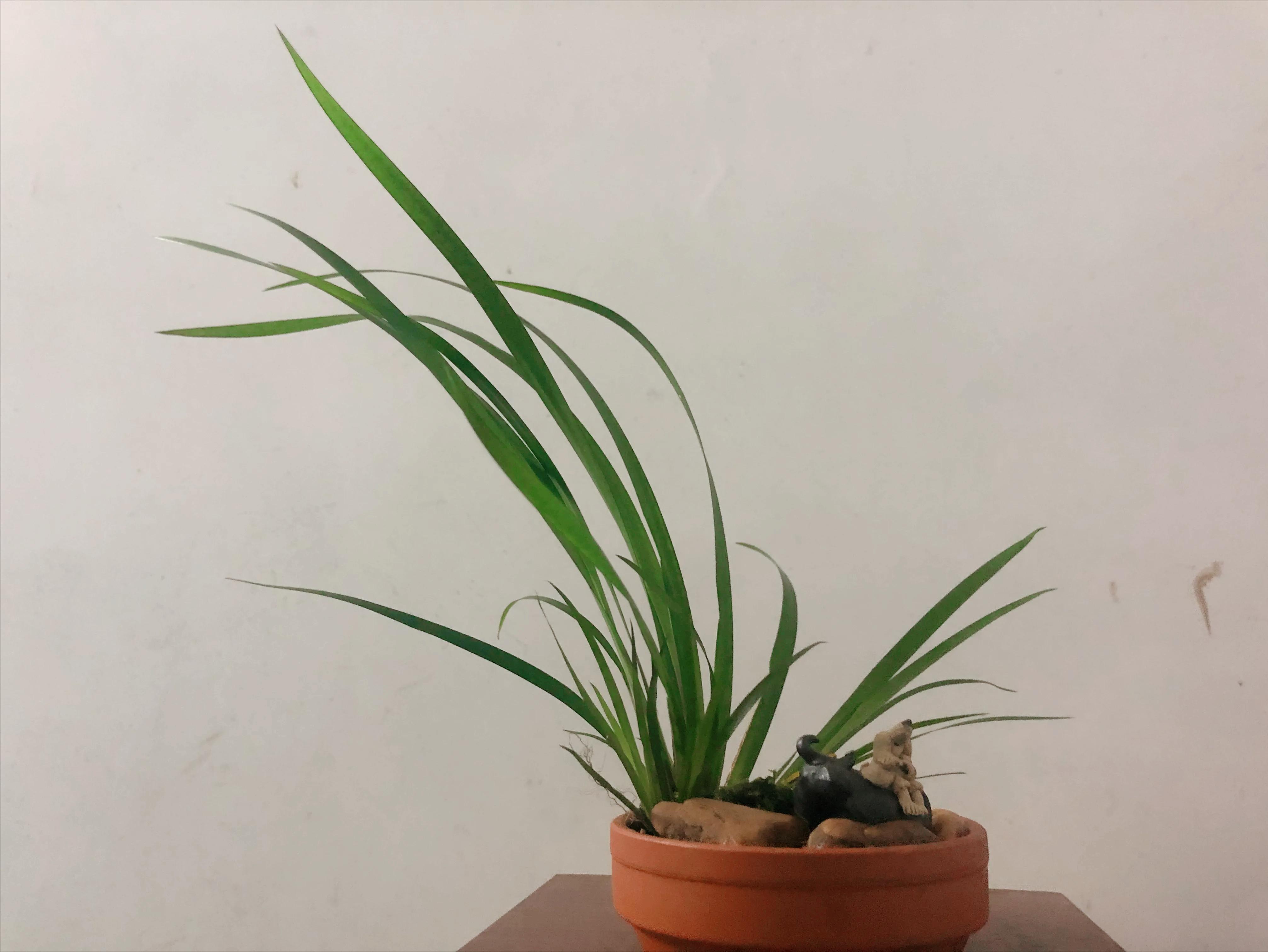 娣卞北鑰佹灄閲庤彍妞嶇墿,鍘诲璁垮北闂寸殑閲庣敓鏈崏妞嶇墿