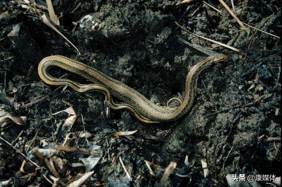 房子周边有蛇有什么方法可以避蛇,房子附近有蛇该用什么药可以赶走
