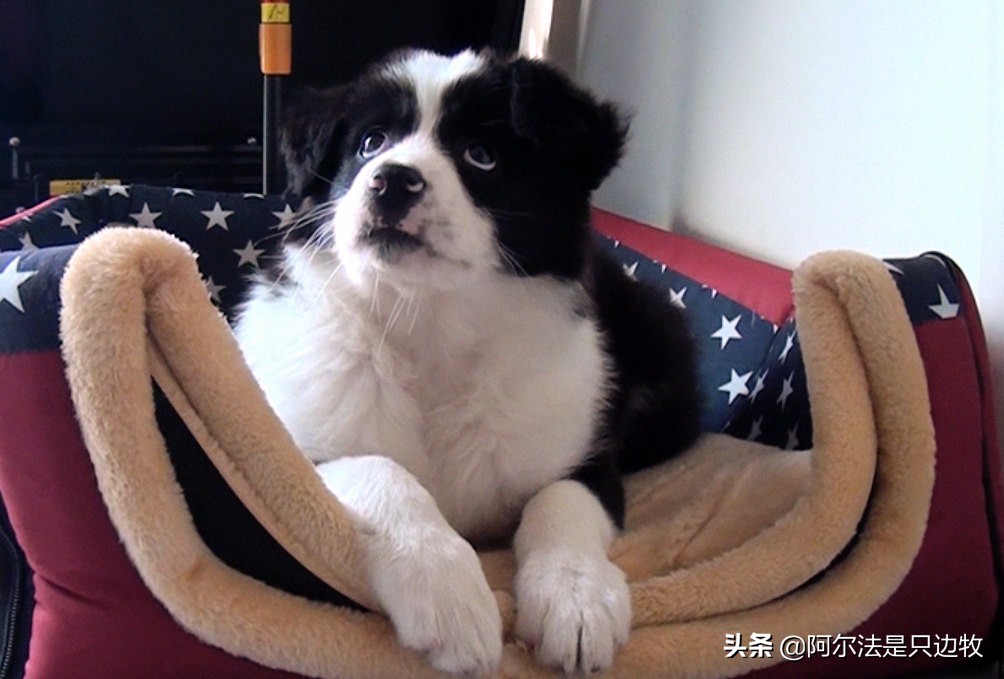 狗狗在家为什么总是跟着铲屎官,狗狗的几大心事铲屎官必知