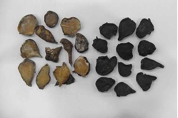 生附子古今用法,附子古今用量变化浅析