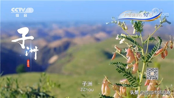 子洲黄芪新闻,央视报道子洲黄芪