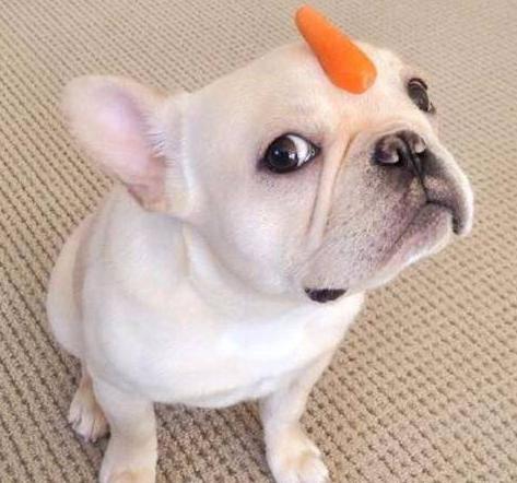 法国斗牛犬可以养多少只,法国斗牛犬的缺点看完你还想养吗