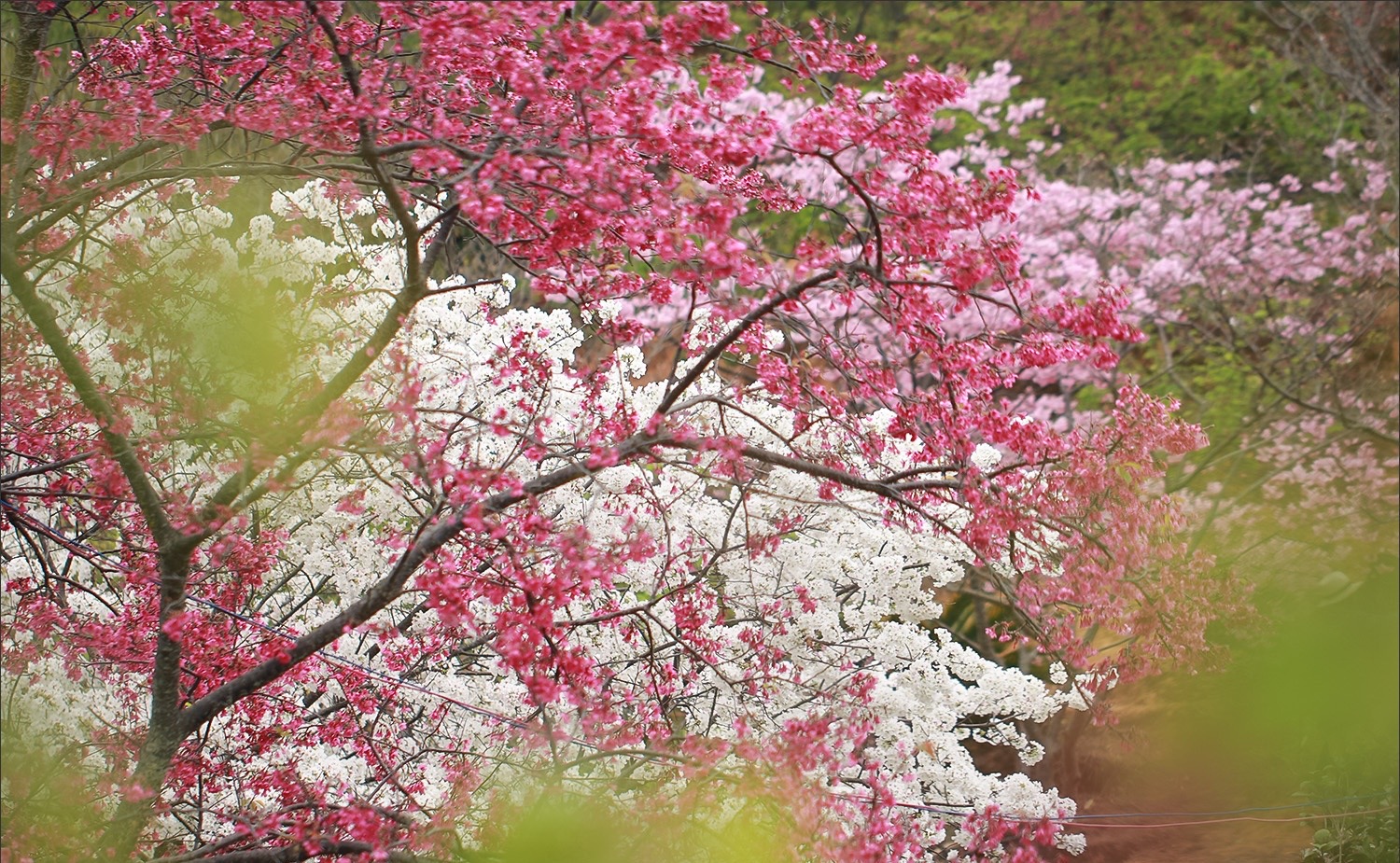 广东看樱花旅游景点推荐,广东樱花打卡景点