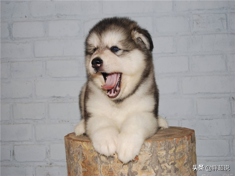 阿拉斯加掉毛底毛是黑的吗,阿拉斯加掉毛掉一片怎么回事