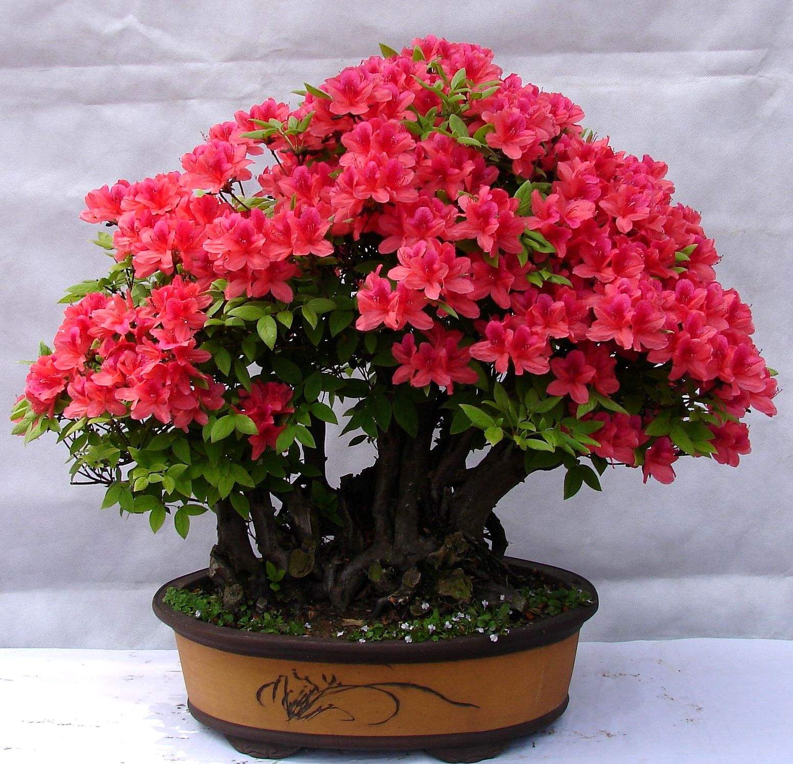 养花的土怎么让其松软不板结,养花盆土板结了怎么办