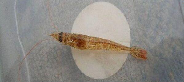 南美对虾肠炎怎么预防,纳米银可以治疗南美白对虾肠炎吗