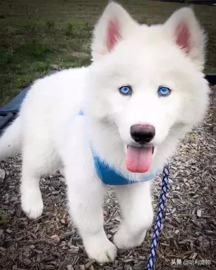 哈士奇和萨摩耶生的孩子长什么样,哈士奇和萨摩的孩子能长到多少斤