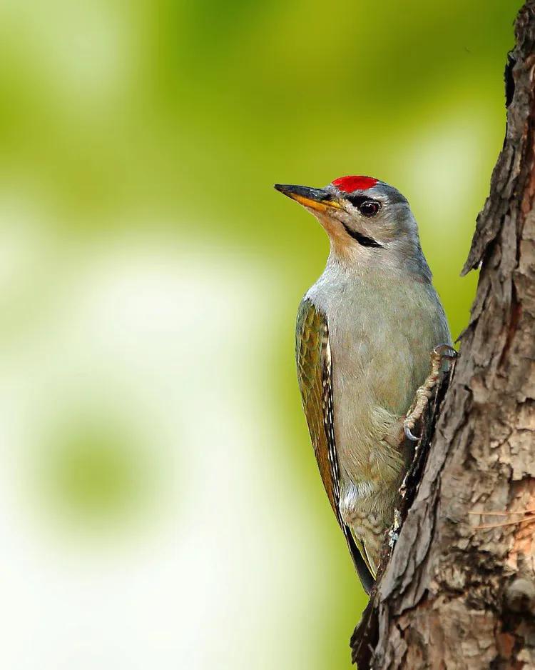 你认识吗丁啉,你认识吗