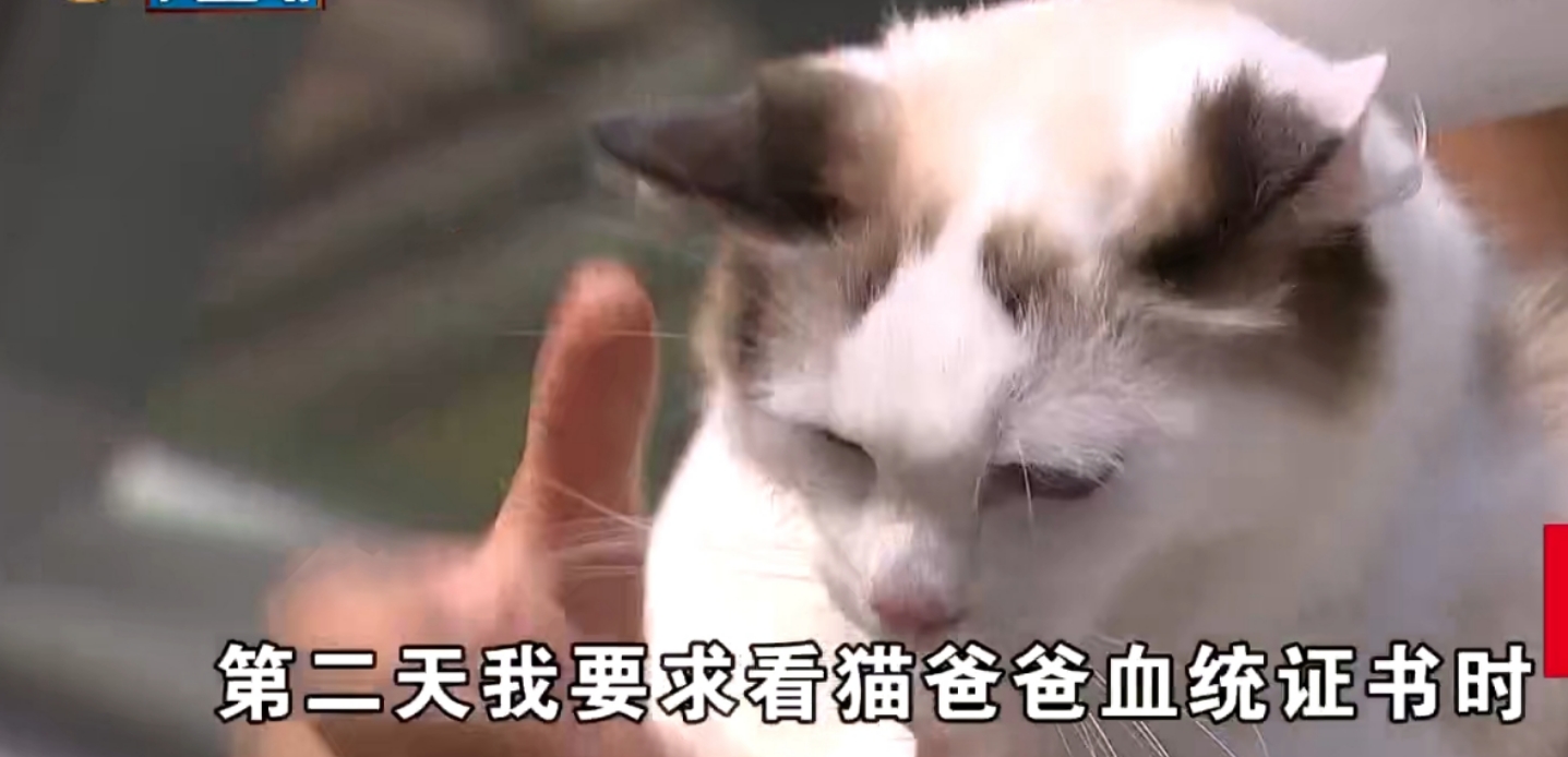 男子花23000买布偶猫,女子花六千元买的布偶猫