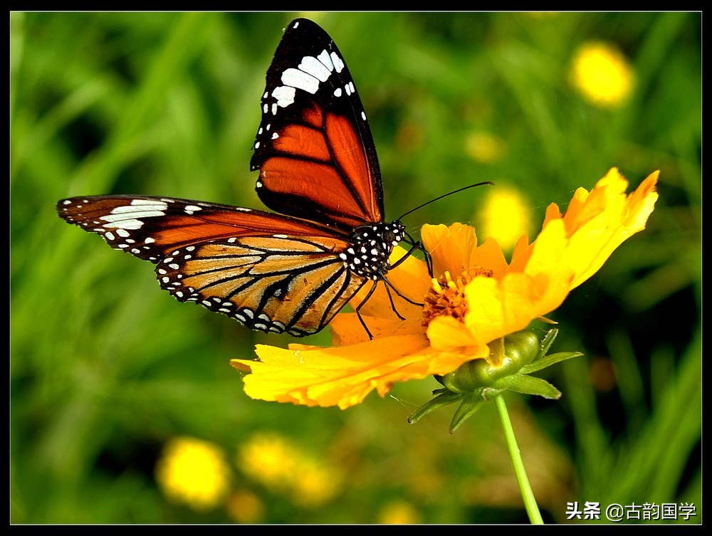 最喜欢的小动物0-3岁儿童启蒙儿歌,0-6岁儿歌100首动物