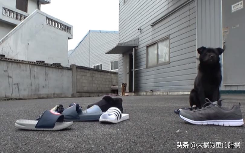 流浪狗每天到店里蹭吃的,流浪狗每天去超市讨食