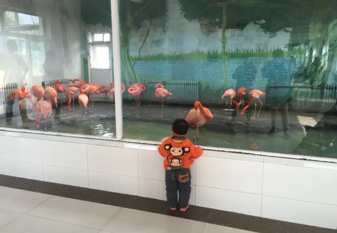 济南动物王国一日游详细攻略,济南一日游动物园