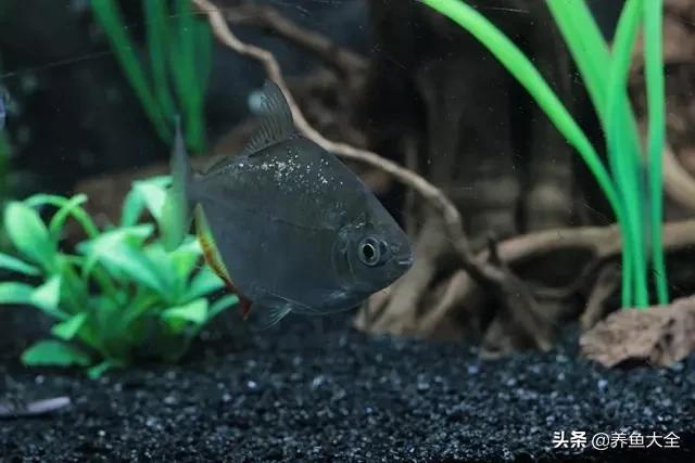 电视柜养鱼,电视柜旁边养鱼好不好