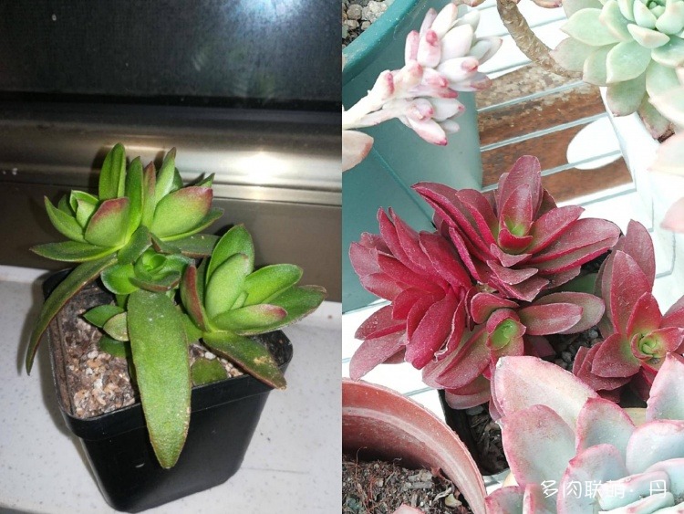 多肉长大了越来越好看,服盆期多肉变小