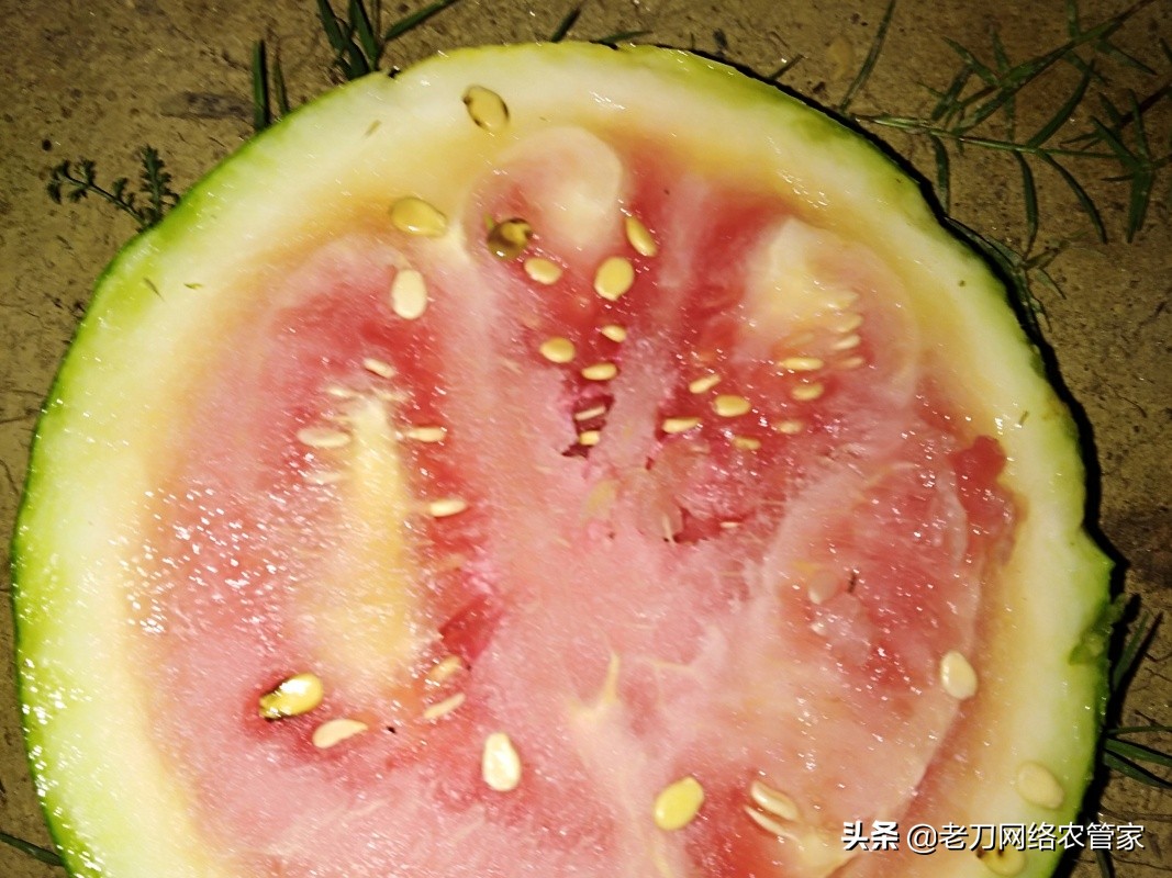 西瓜黄带,西瓜黄的原因