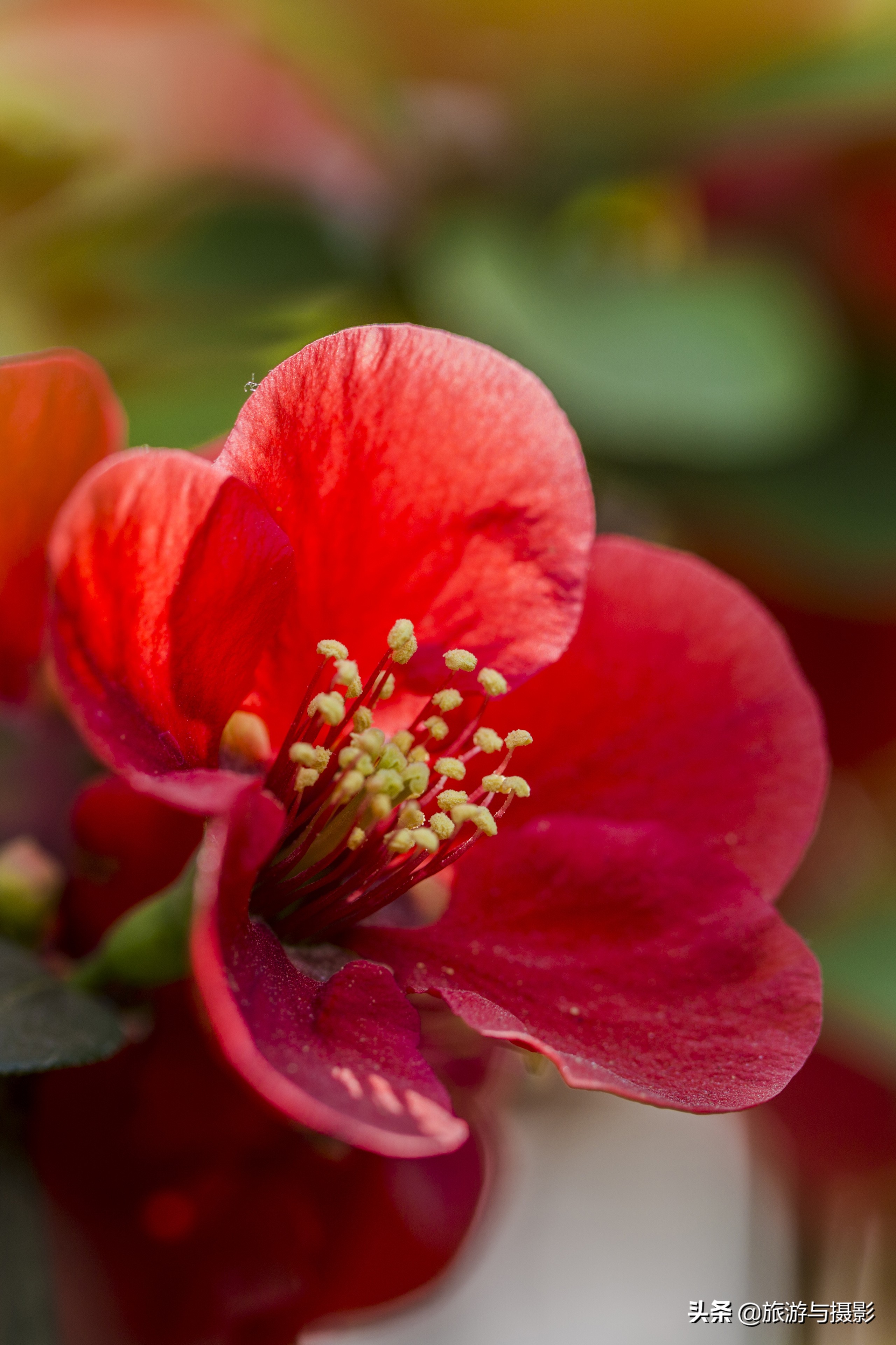 海棠花诗七绝,南宋海棠花图古诗