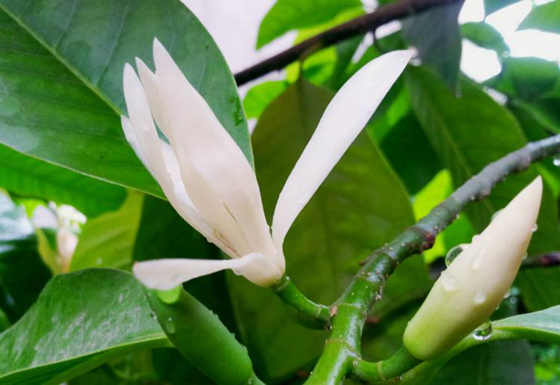 精灵之约•节气“植”说│上海的二十四节气花园小暑