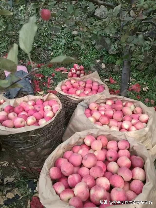 兴隆县花市村煎饼王农家院,承德兴隆煎饼的做法