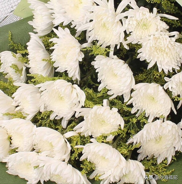 怀念天堂的慈母,怀念天堂慈母