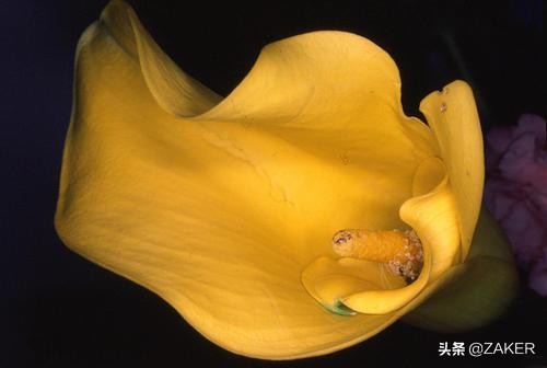 本田皓影公路之王,本田豪华皓影