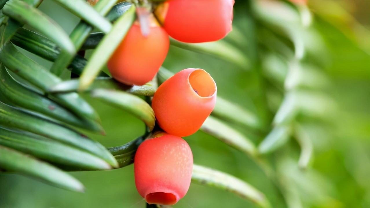 红豆杉叶片耷拉没精神,红豆杉的嫩芽耷拉怎么回事