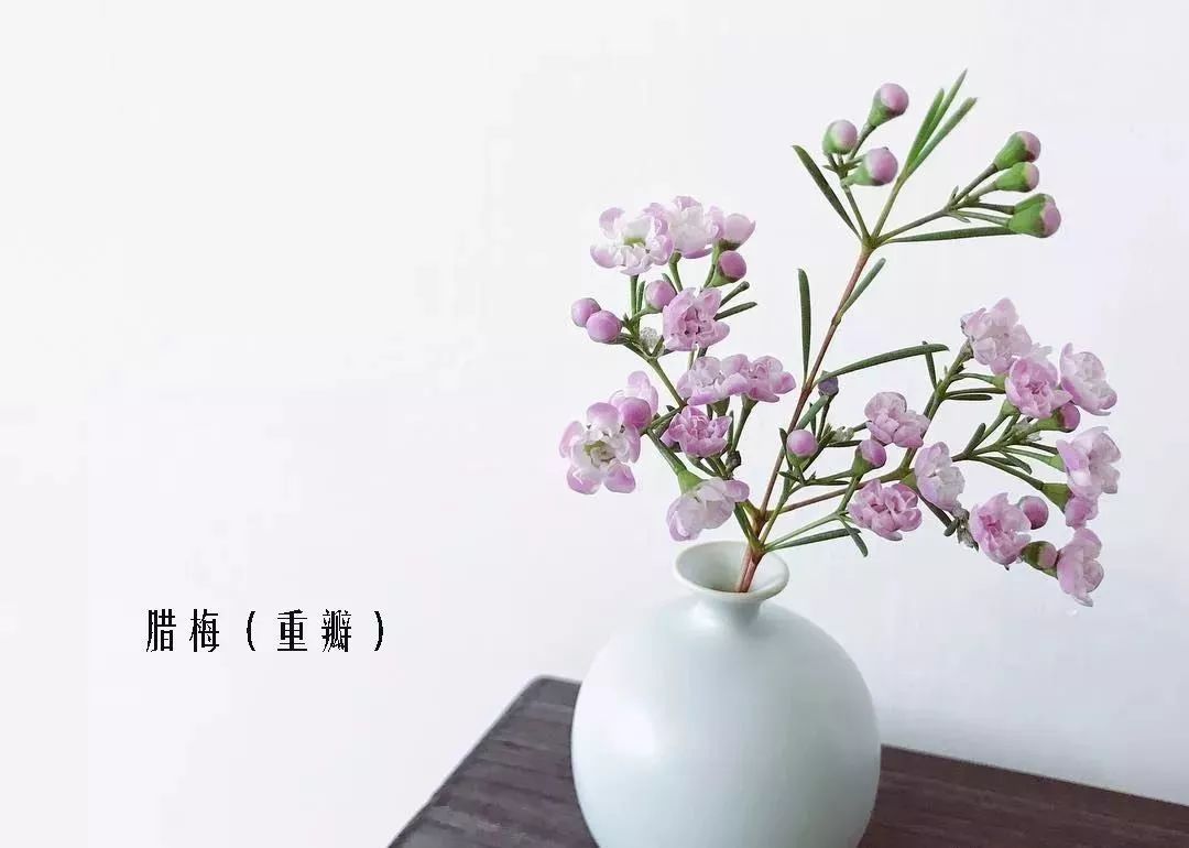 鲜花店常见花材品种大全,花店里同款的两种不同价格的花材