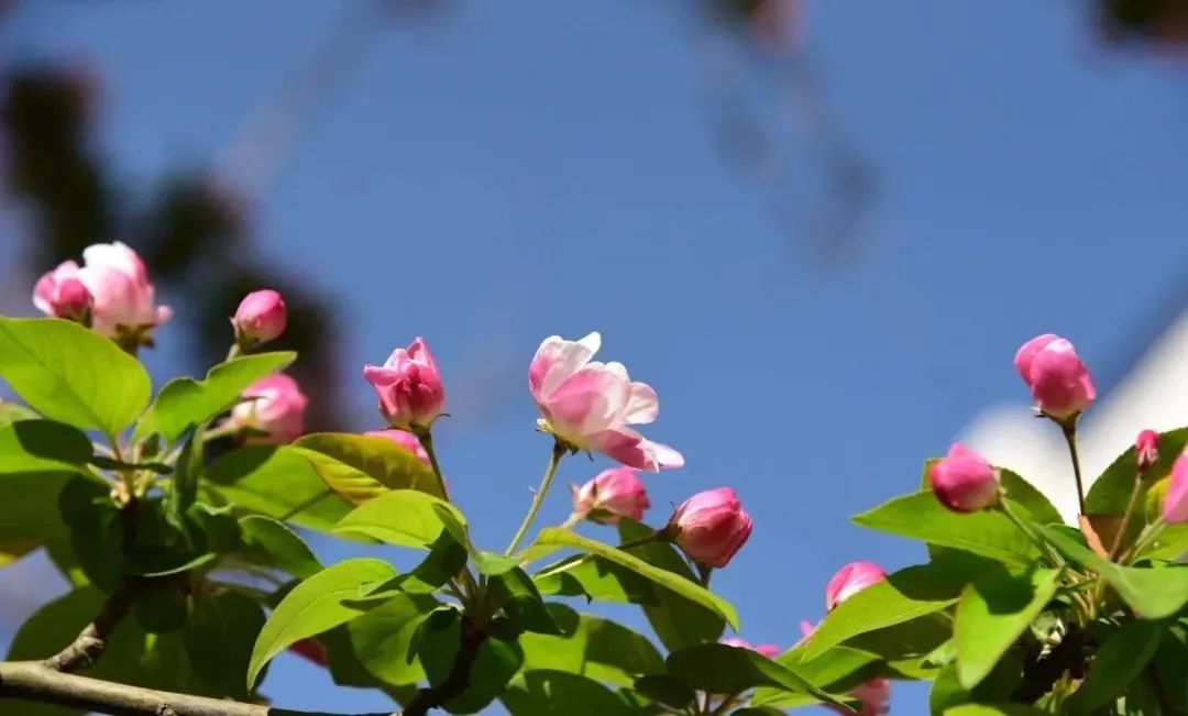 去看万紫千红的花海,五一近郊赏花去看缤纷七彩花田