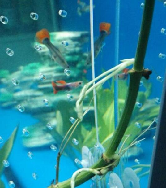 浴缸里种了一颗绿萝水质变好了,鱼缸上面养殖绿萝风水