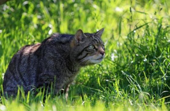 猫咪丢了最快找猫咪的方法,找回猫咪后应该怎么办