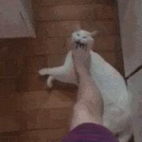 玄学靠谱还是科学靠谱,女人养猫与玄学有关吗