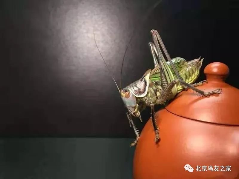 鑰佸寳浜殑楦h櫕鏈夊灏戠,鑰佸寳浜汉鐜╃殑鍥涘ぇ楦h櫕