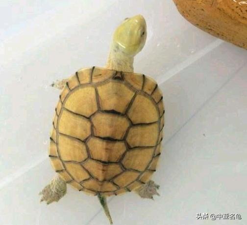 新手养龟快速入门教程,石金钱龟冬天怎么养新手必看