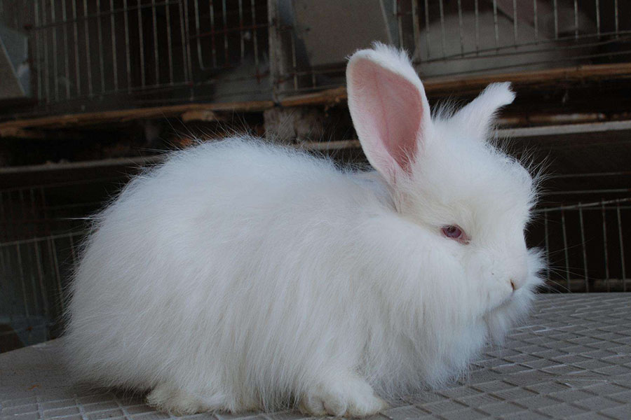 兔子每天喂多少饲料合适,兔子怎么喂不容易出毛病