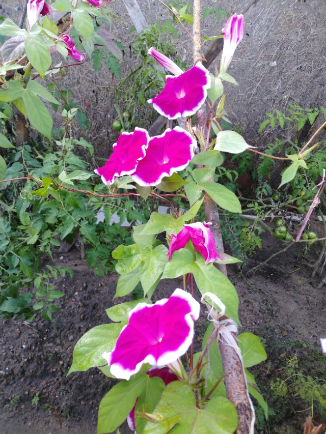 可爱的牵牛花作文400字,可爱的牵牛花的作文300字