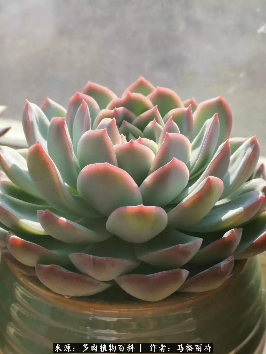 北方阳台多肉怎么过冬,北方阳台多肉