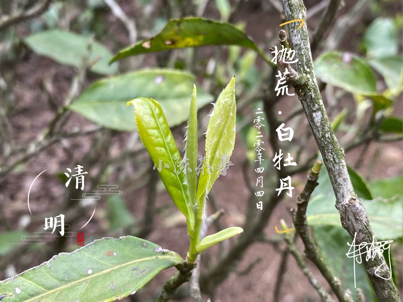 一芽二叶的白牡丹,把芽头取来就是白毫银针,剩下的就是春寿眉?