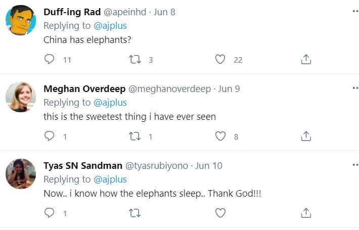 云南象萌翻全世界!外网追直播“吸大象”,夸中国护象措施太可爱