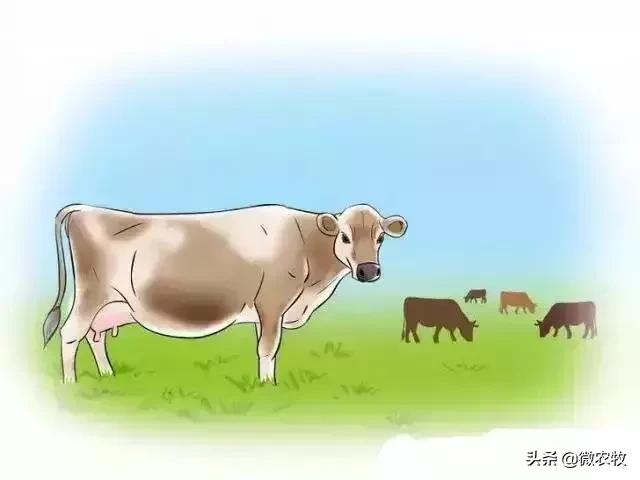 母牛分娩过程分为哪三个时期,母牛从怀孕到分娩用多长时间