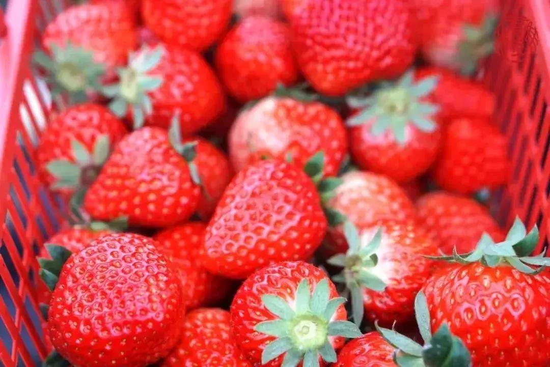 苏州通安的特色,苏州通安有什么美食