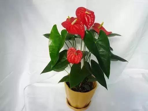 献给那些养花每次都养死的人文案,一直养死花但从未放弃养花