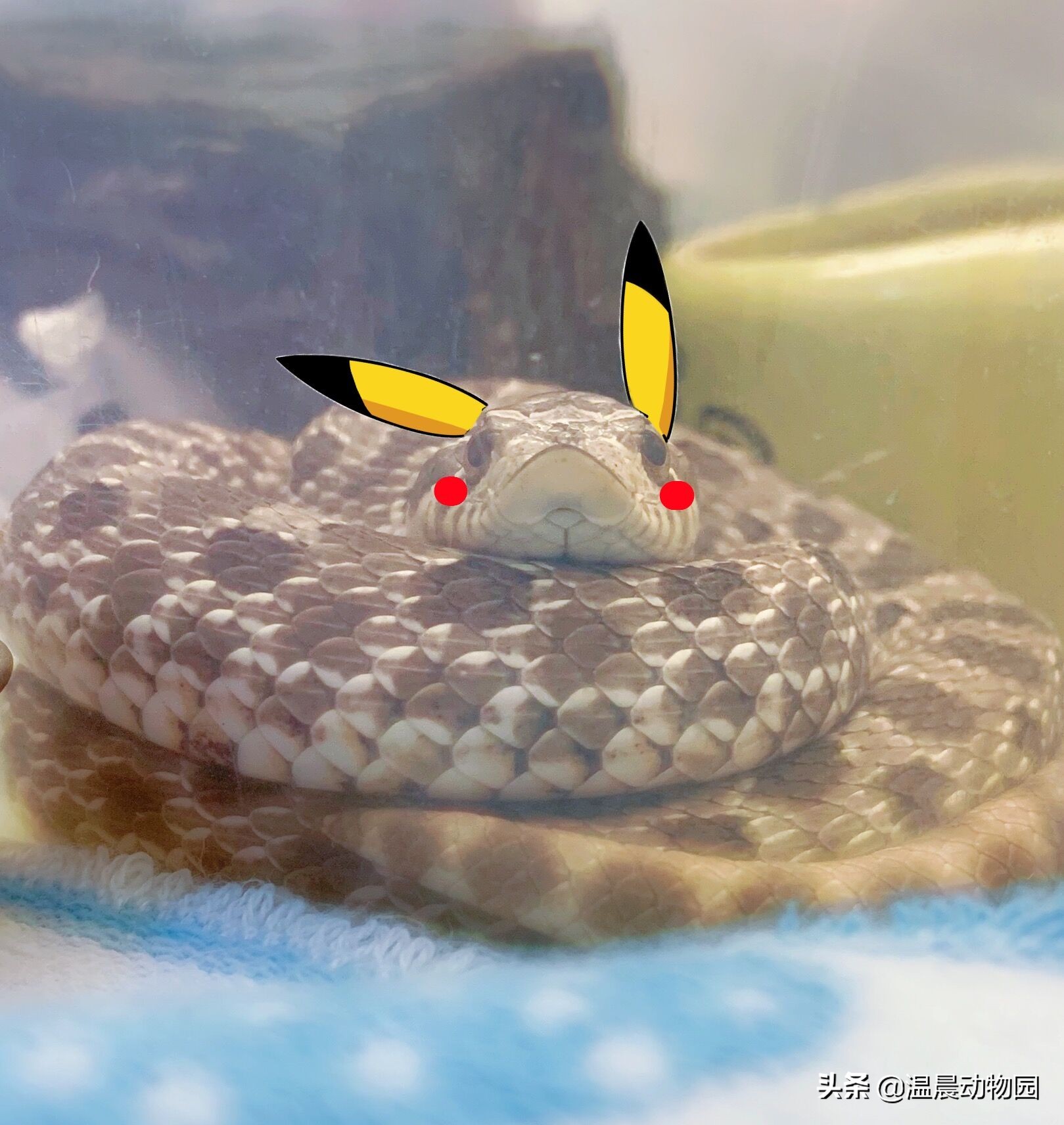 宠物蛇饲养指南,哪些没毒又可爱的宠物蛇可以养