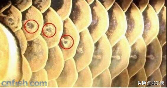 龙鱼养鱼知识大全,龙鱼拒食的解决方法