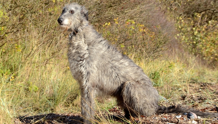14种最稀有的犬种,14种极度稀有物种